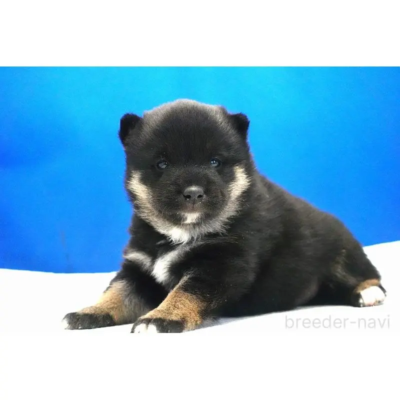 販売中の愛知県の柴犬-452530の7枚目