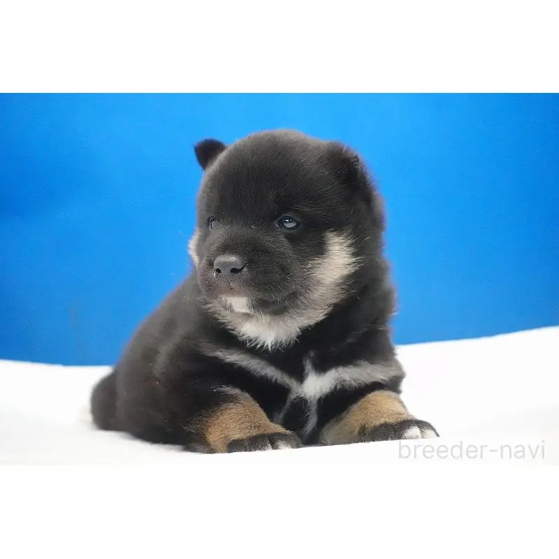 販売中の愛知県の柴犬-452530の5枚目