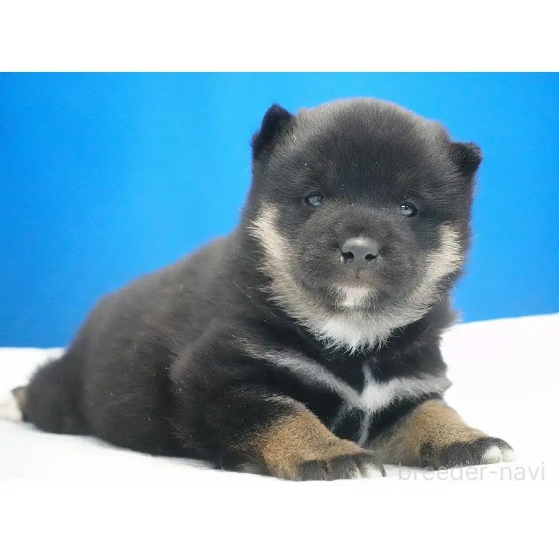 販売中の愛知県の柴犬-452530の4枚目