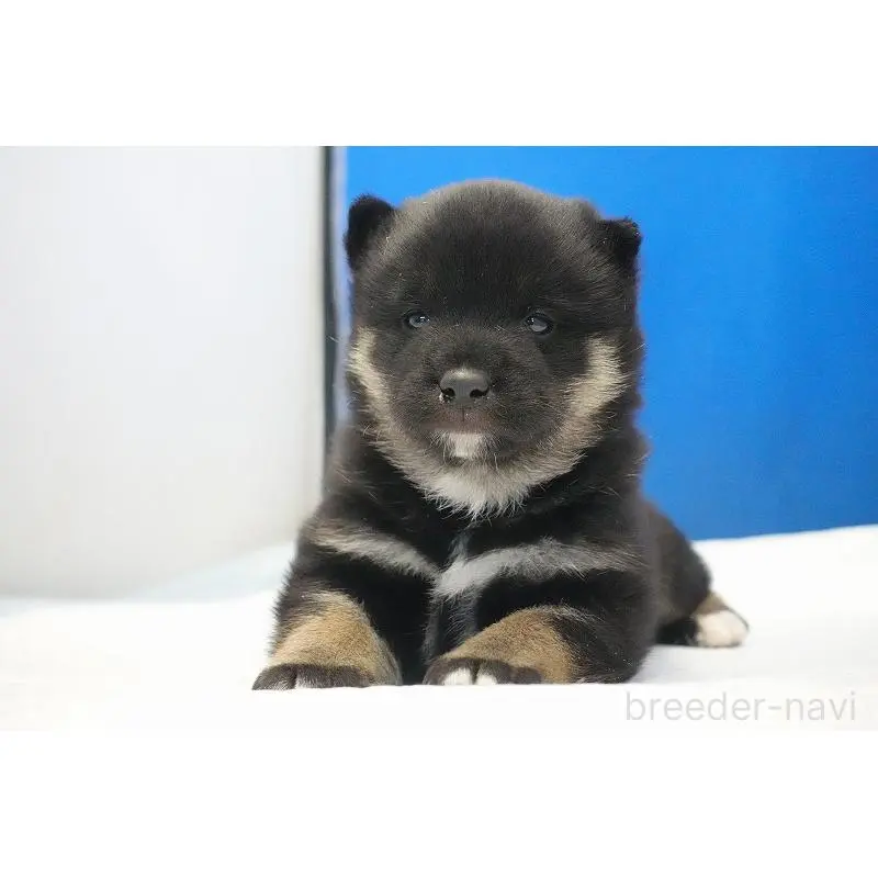 販売中の愛知県の柴犬-452530の3枚目