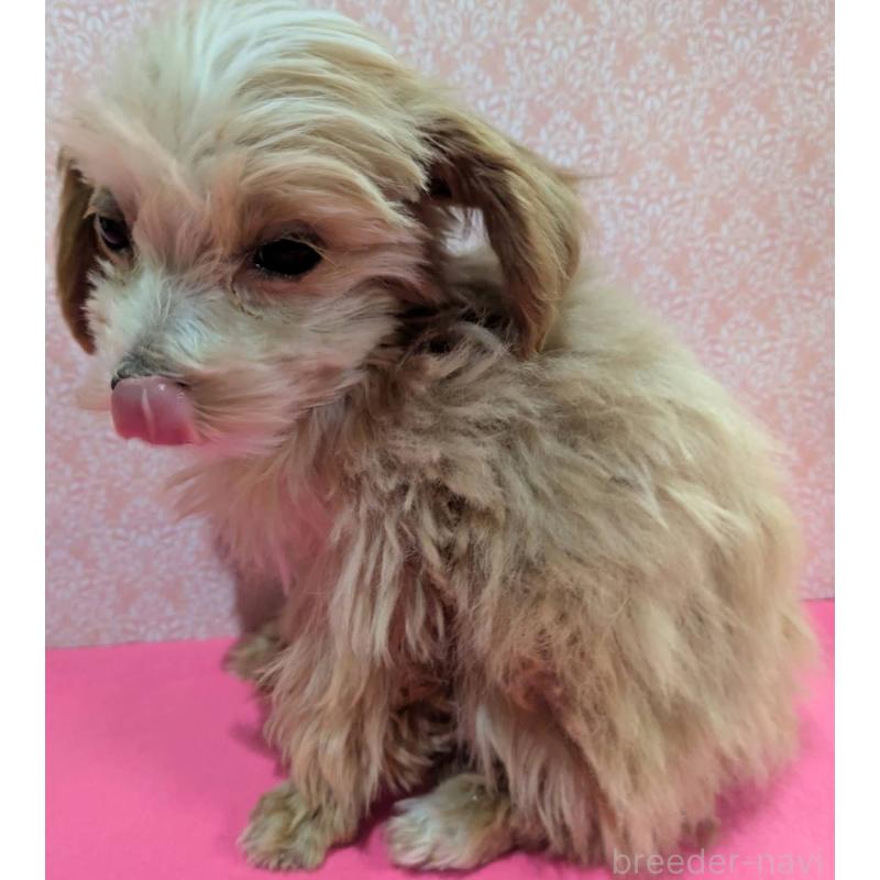 成約済の埼玉県のマルプー:マルチーズ×トイプードル-434618の13枚目