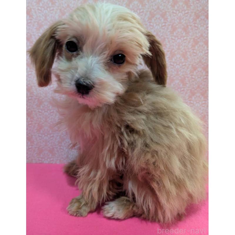 成約済の埼玉県のマルプー:マルチーズ×トイプードル-434618の12枚目