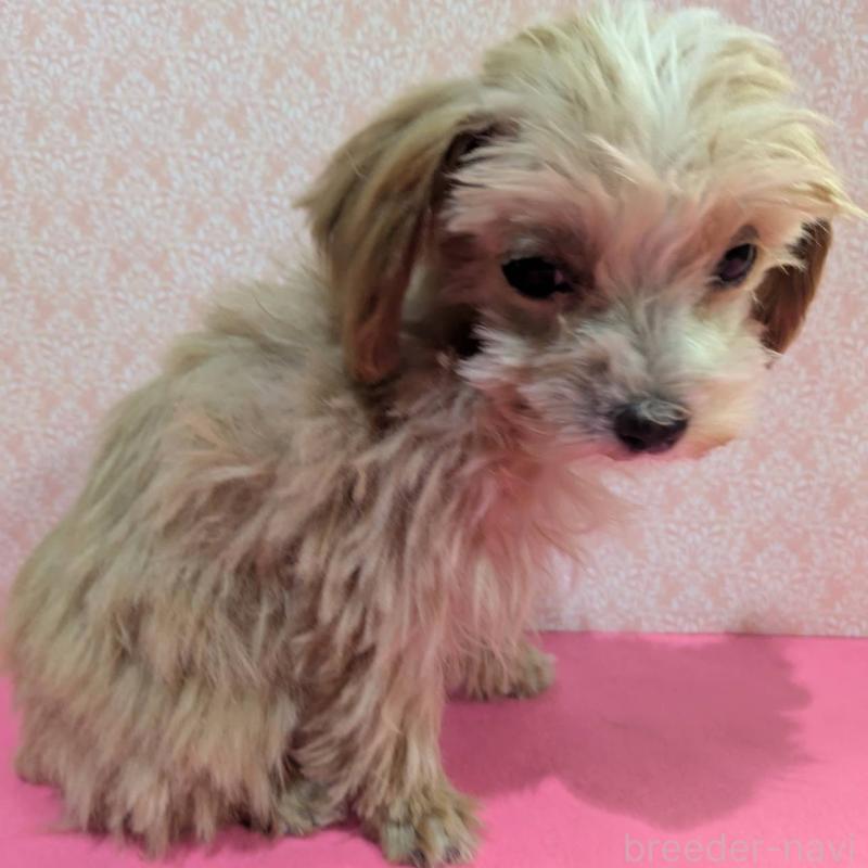 成約済の埼玉県のマルプー:マルチーズ×トイプードル-434618の11枚目