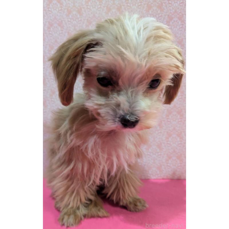 成約済の埼玉県のマルプー:マルチーズ×トイプードル-434618の10枚目