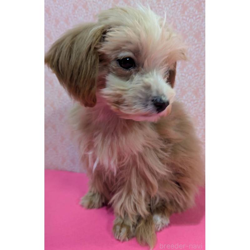 成約済の埼玉県のマルプー:マルチーズ×トイプードル-434618の9枚目