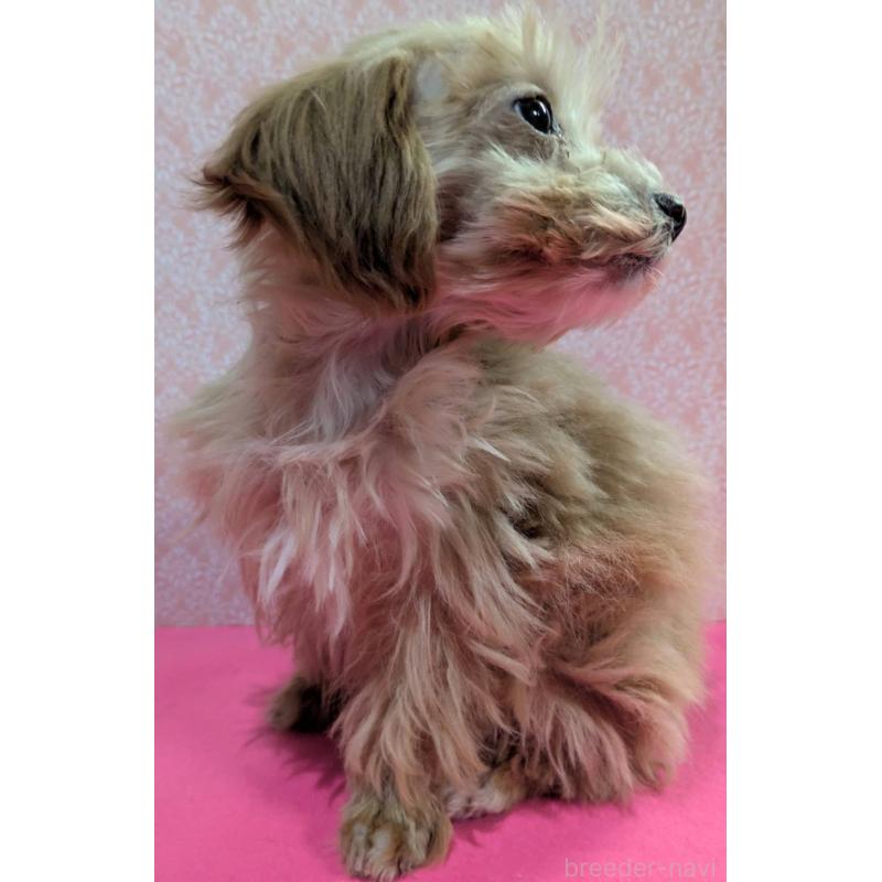 成約済の埼玉県のマルプー:マルチーズ×トイプードル-434618の7枚目