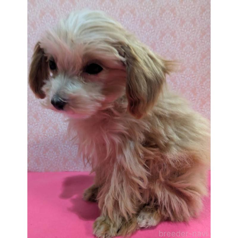 成約済の埼玉県のマルプー:マルチーズ×トイプードル-434618の6枚目