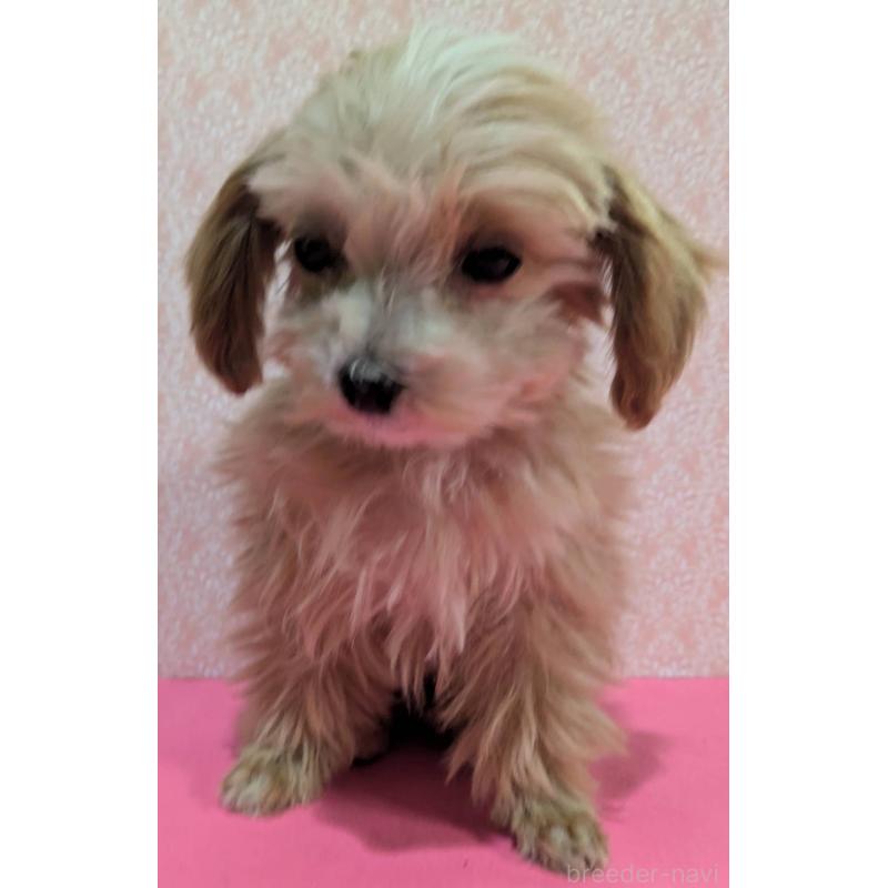 成約済の埼玉県のマルプー:マルチーズ×トイプードル-434618の5枚目