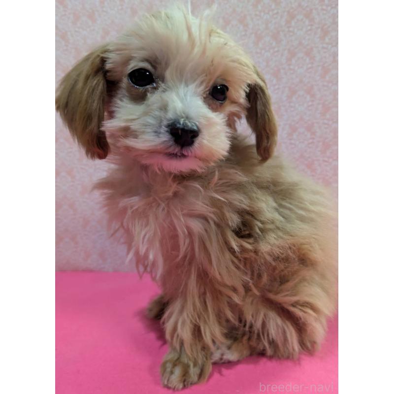 成約済の埼玉県のマルプー:マルチーズ×トイプードル-434618の4枚目