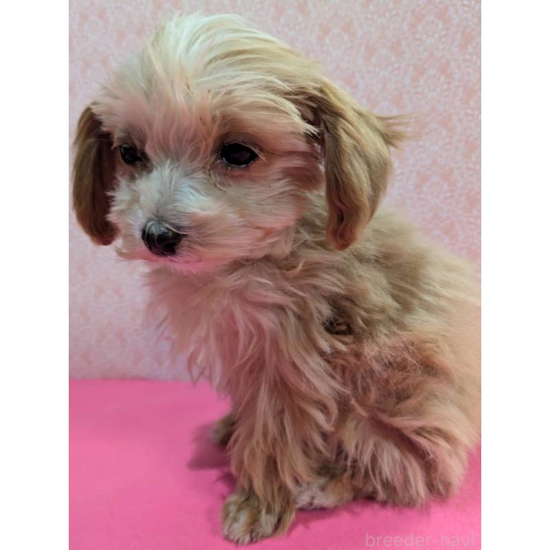 成約済の埼玉県のマルプー:マルチーズ×トイプードル-434618の3枚目