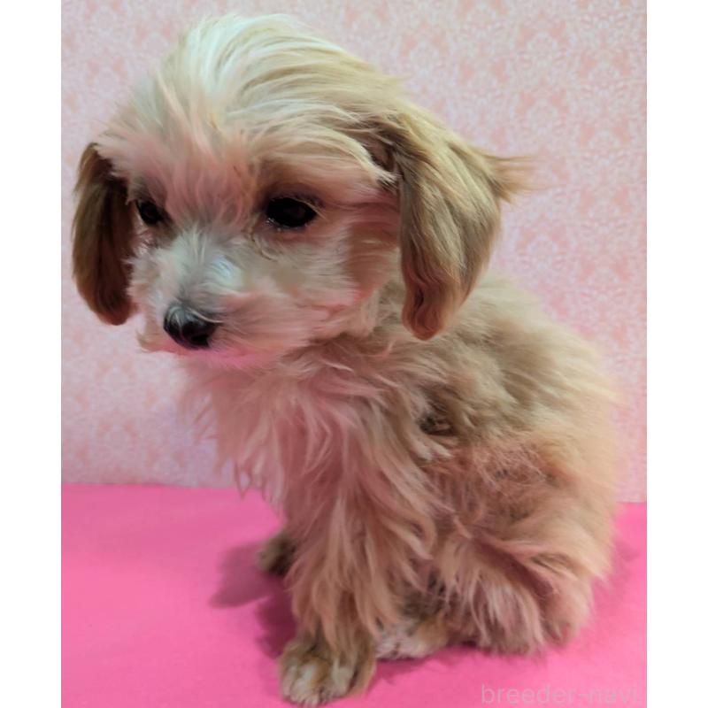 成約済の埼玉県のマルプー:マルチーズ×トイプードル-434618の2枚目