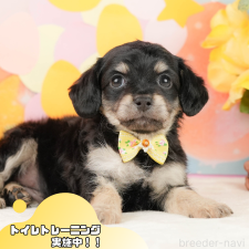 ♀︎チワックス:チワワ×ミニチュアダックスフンド