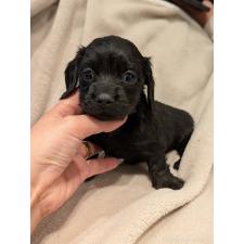 ♀︎ミニチュアダックスフンド(ロングヘアード)