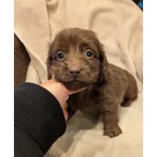 ♀︎ミニチュアダックスフンド(ロングヘアード)
