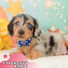 オンライン見学