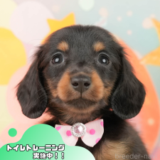 ♀︎ミニチュアダックスフンド(ロングヘアード)