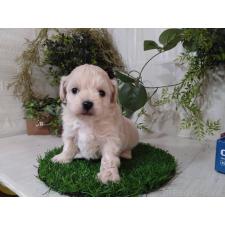 オンライン見学