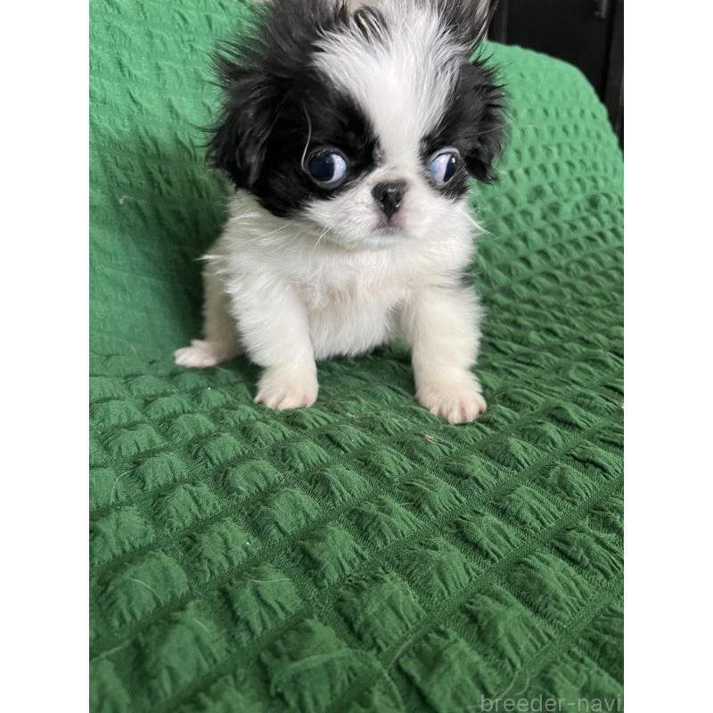 販売中の兵庫県の狆 (チン)-444624の4枚目