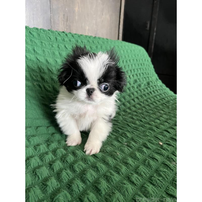 販売中の兵庫県の狆 (チン)-444624の3枚目