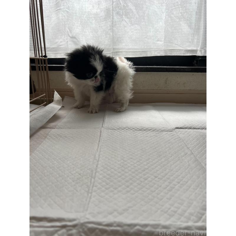 販売中の兵庫県の狆 (チン)-444624の2枚目