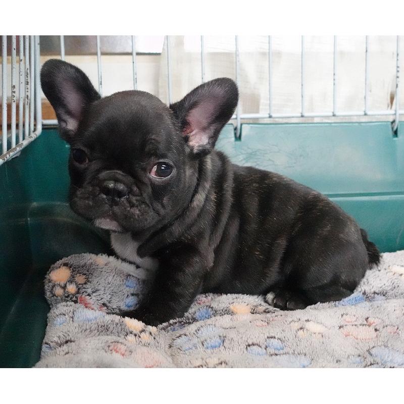 販売中の愛知県のフレンチブルドッグ-447317の23枚目
