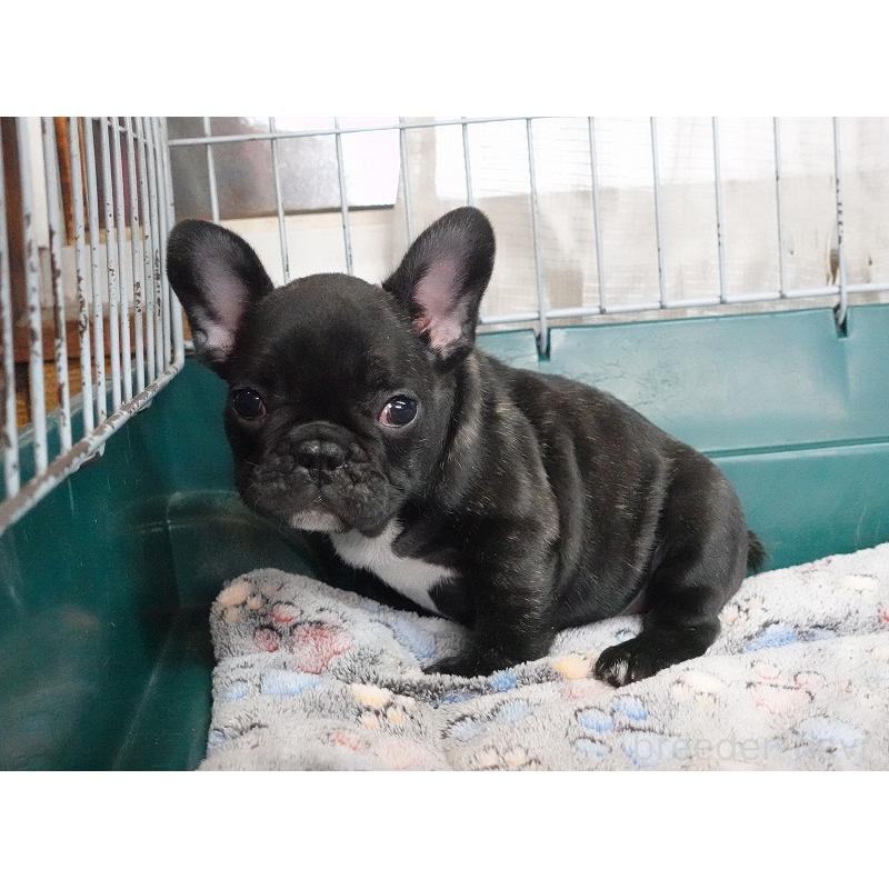 販売中の愛知県のフレンチブルドッグ-447317の22枚目