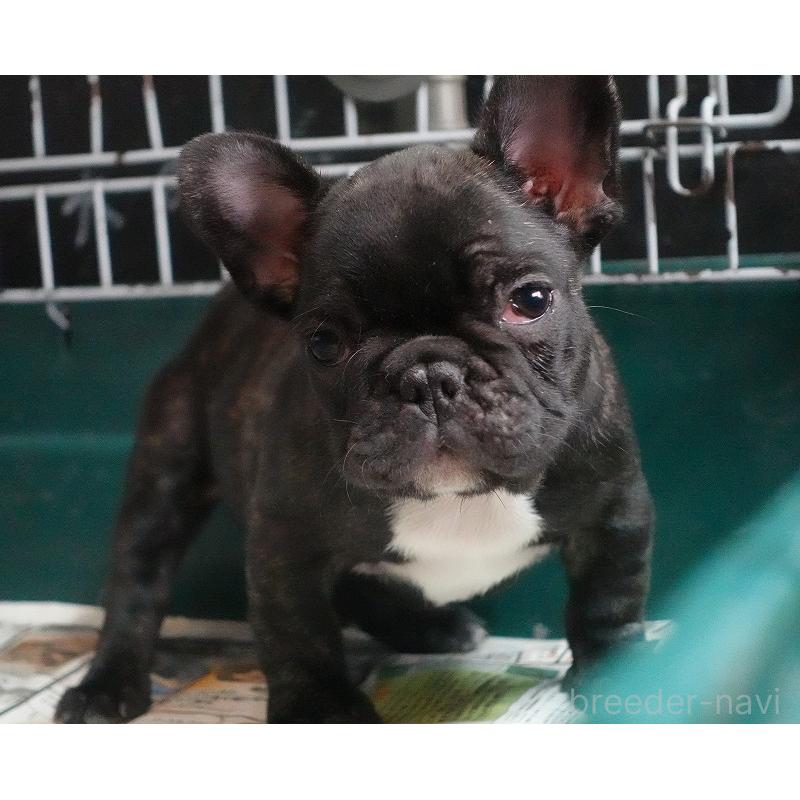 販売中の愛知県のフレンチブルドッグ-447317の21枚目