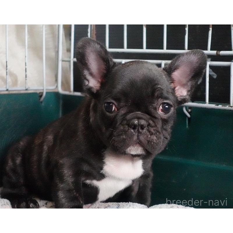 販売中の愛知県のフレンチブルドッグ-447317の20枚目