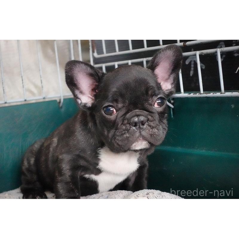 販売中の愛知県のフレンチブルドッグ-447317の19枚目
