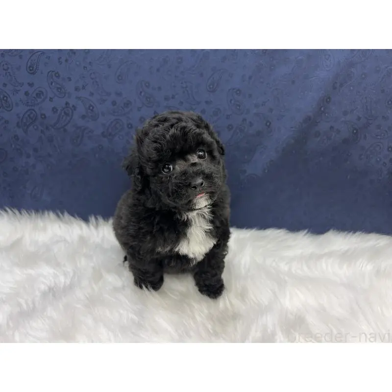 販売中の東京都のタイニープードル-452532の4枚目
