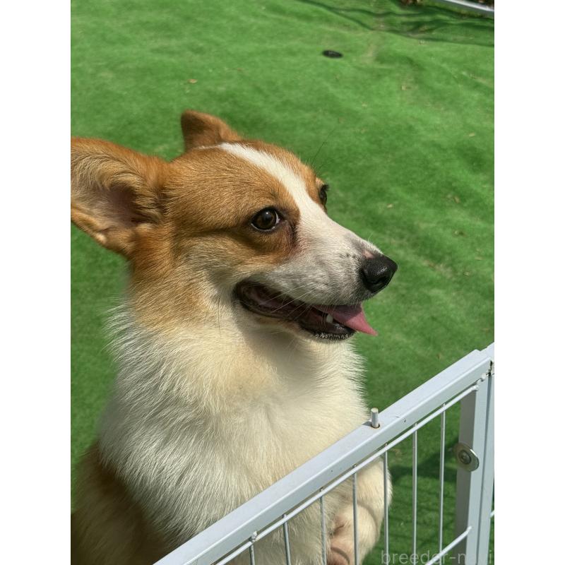 販売中の茨城県のウェルシュコーギーペンブローク-452533の3枚目
