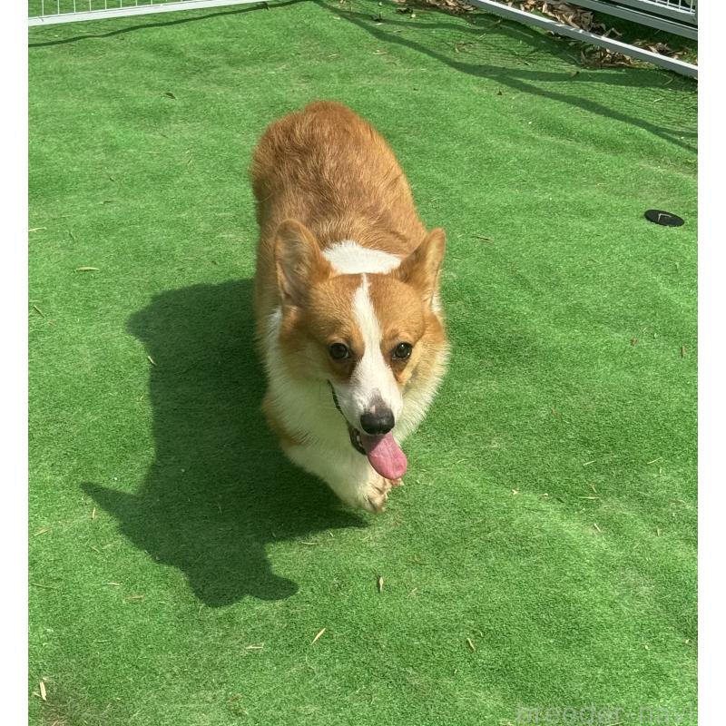 販売中の茨城県のウェルシュコーギーペンブローク-452533の2枚目