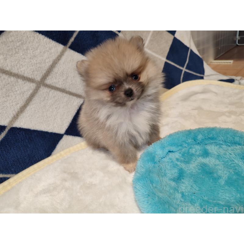 販売中の岡山県のポメラニアン-447339の8枚目