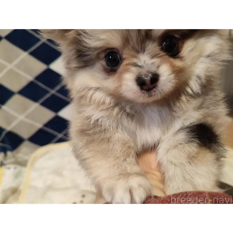 販売中の岡山県のミックス犬-452534の7枚目