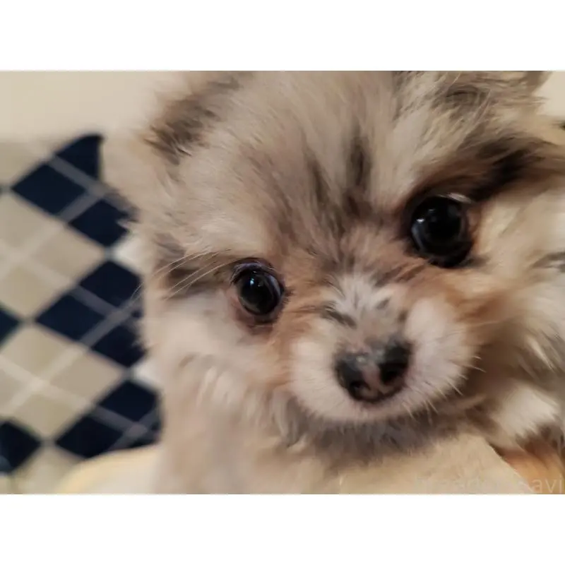 販売中の岡山県のミックス犬-452534の6枚目