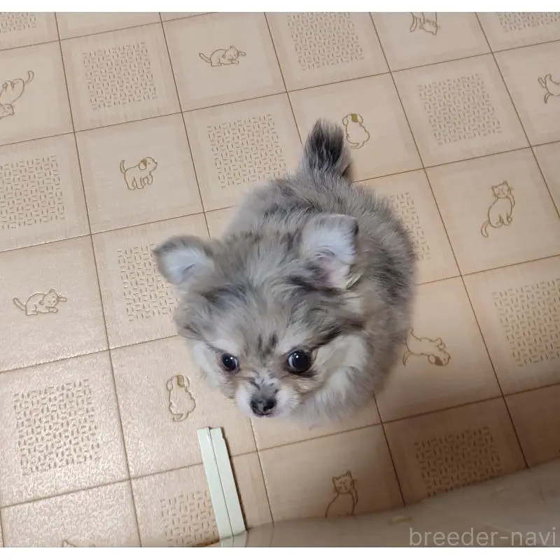 販売中の岡山県のミックス犬-452534の5枚目