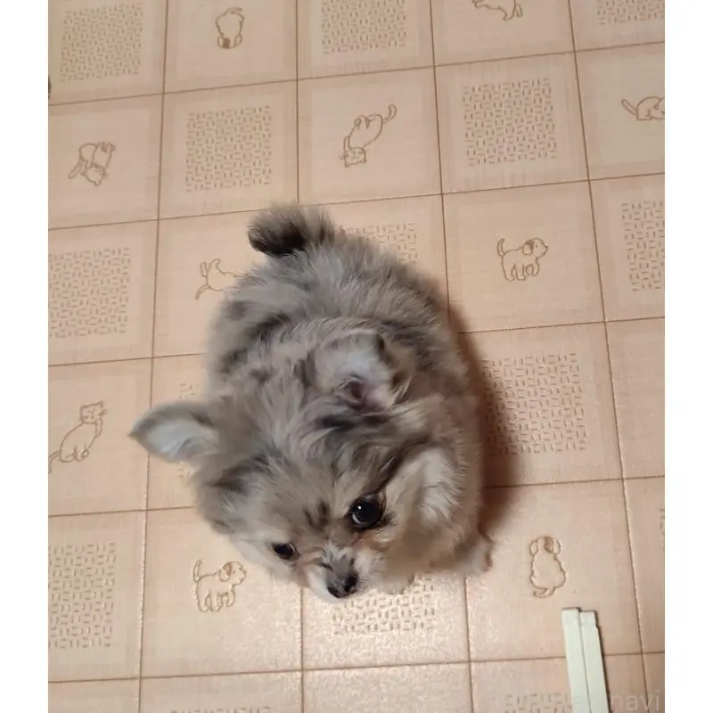 販売中の岡山県のミックス犬-452534の4枚目