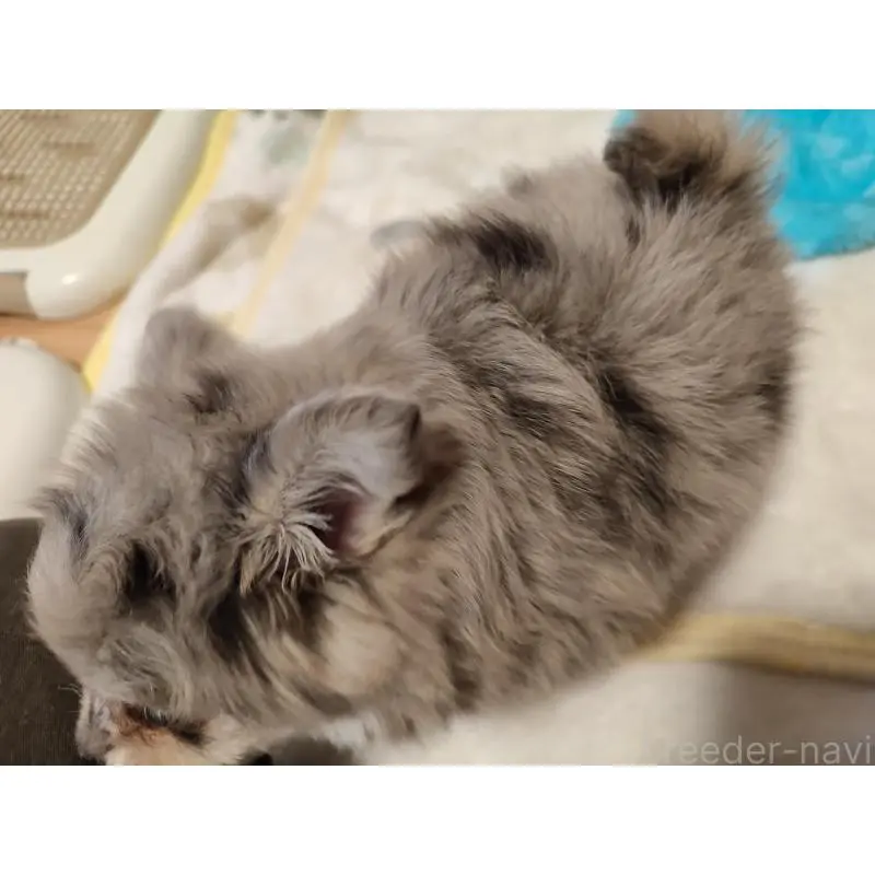 販売中の岡山県のミックス犬-452534の3枚目