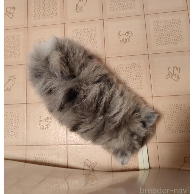 販売中の岡山県のミックス犬-452534の2枚目