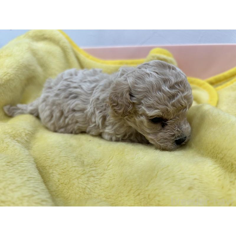 販売中の愛媛県のビションプー:ビションフリーゼ×トイプードル-452536の5枚目