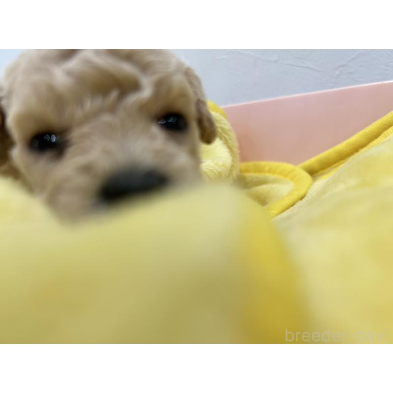 販売中の愛媛県のビションプー:ビションフリーゼ×トイプードル-452536の4枚目