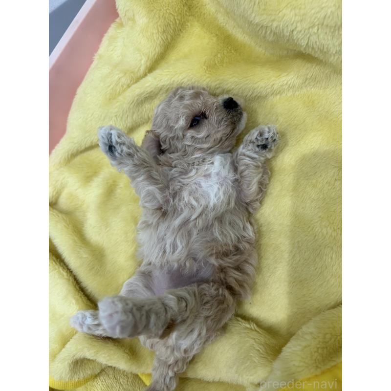 販売中の愛媛県のビションプー:ビションフリーゼ×トイプードル-452536の3枚目