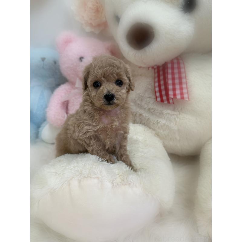 販売中の香川県のトイプードル-452350の2枚目