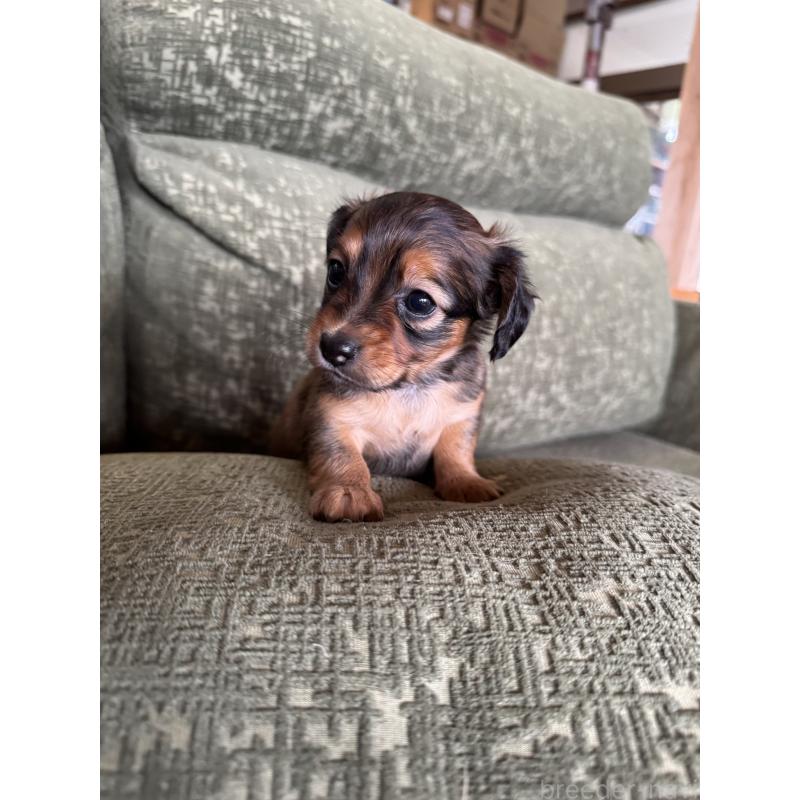 販売中の福岡県のチワックス:チワワ×ミニチュアダックスフンド-452537の5枚目