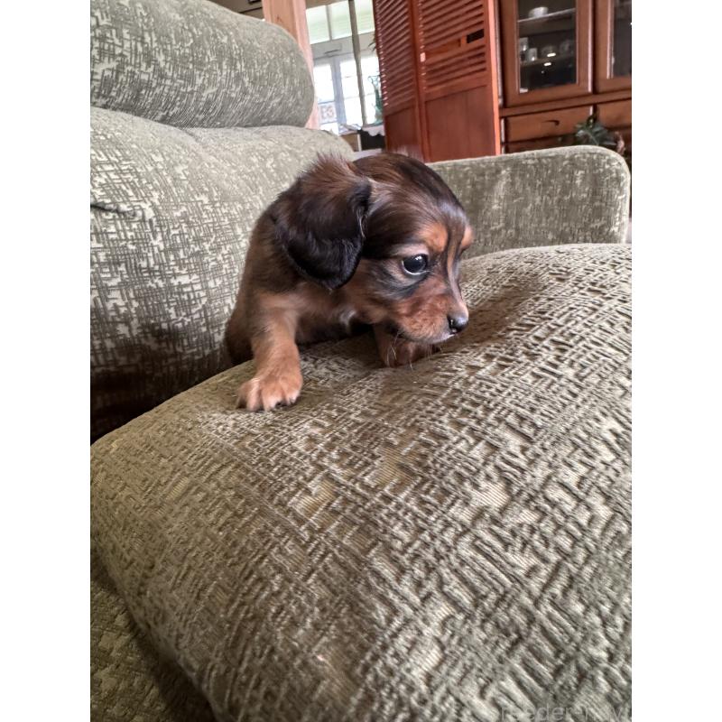 販売中の福岡県のチワックス:チワワ×ミニチュアダックスフンド-452537の4枚目