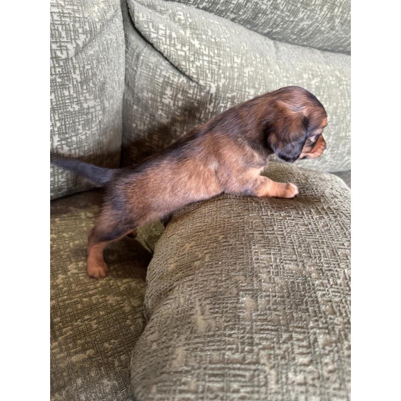 販売中の福岡県のチワックス:チワワ×ミニチュアダックスフンド-452537の3枚目