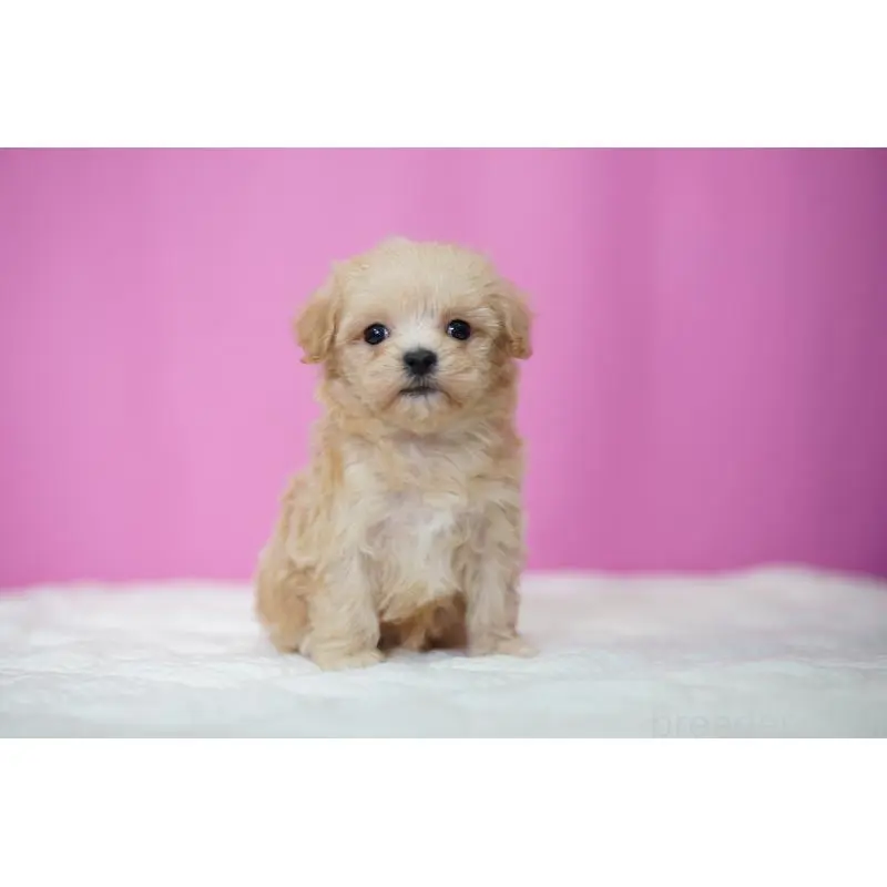 販売中の埼玉県のマルプー:マルチーズ×トイプードル-452539の5枚目