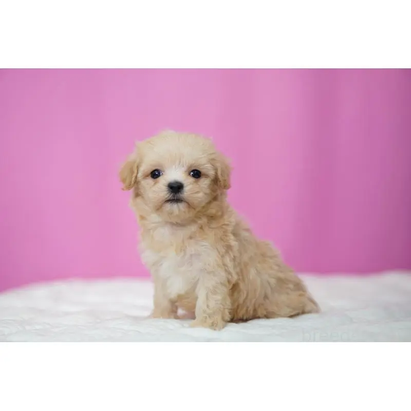 販売中の埼玉県のマルプー:マルチーズ×トイプードル-452539の4枚目