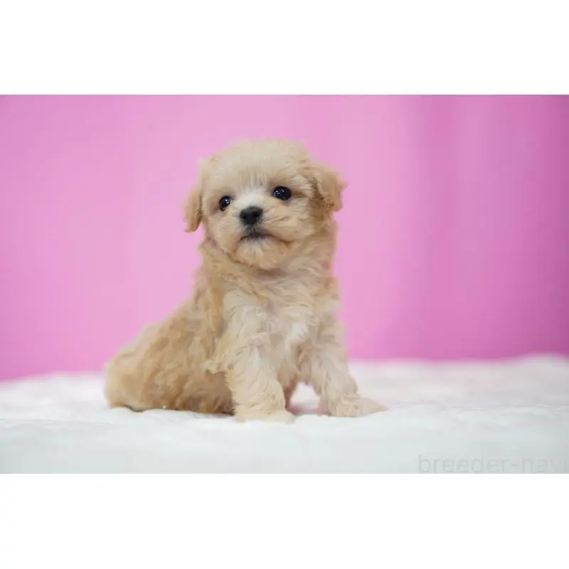 販売中の埼玉県のマルプー:マルチーズ×トイプードル-452539の3枚目