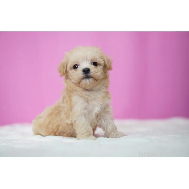 販売中の埼玉県のマルプー:マルチーズ×トイプードル-452539の2枚目